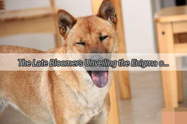 The Late Bloomers Unveiling the Enigma of LateMaturing Dog Breeds